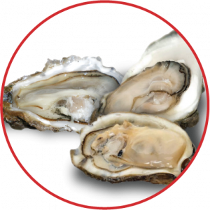 oysters Hamer Hải Phòng