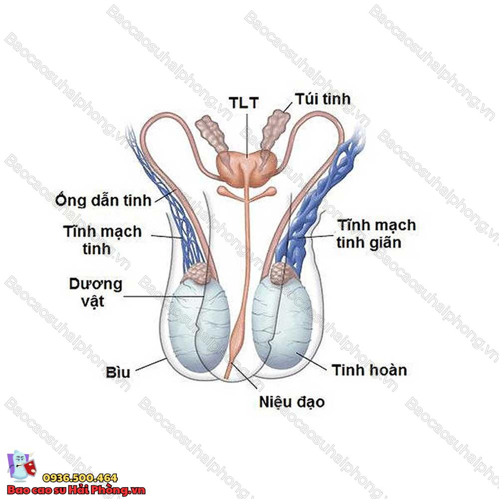 1-tinh-hoan-co-sinh-con-duoc-khong-4