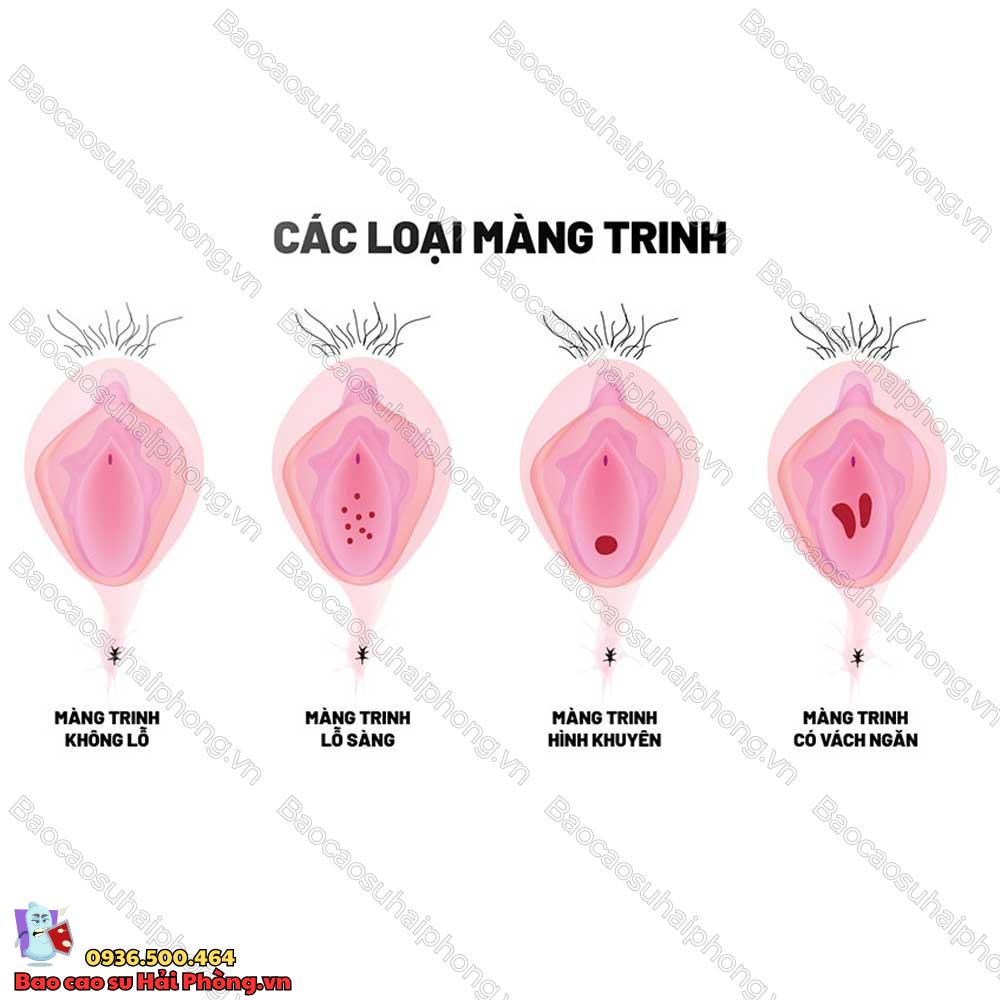 ban-hieu-gi-ve-mang-trinh-va-vi-tri-cua-mang-trinh-3