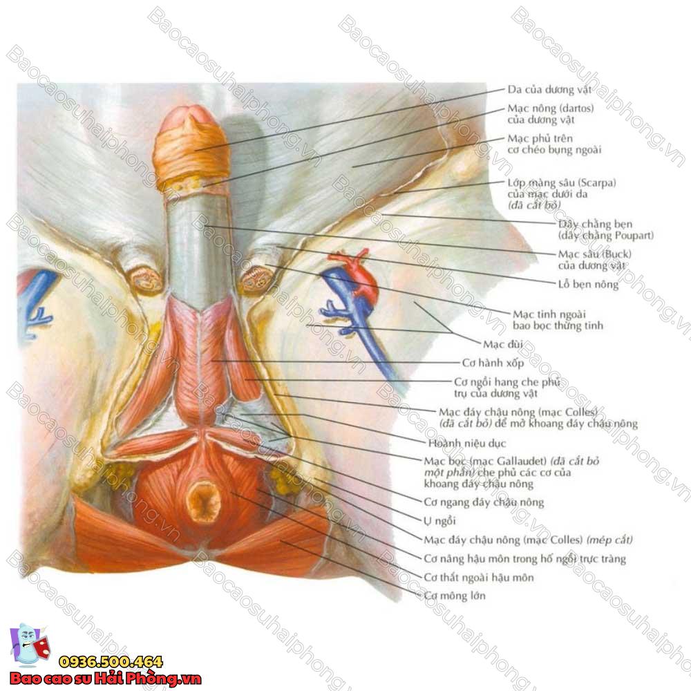 cac-hinh-dang-cua-cau-nho-3