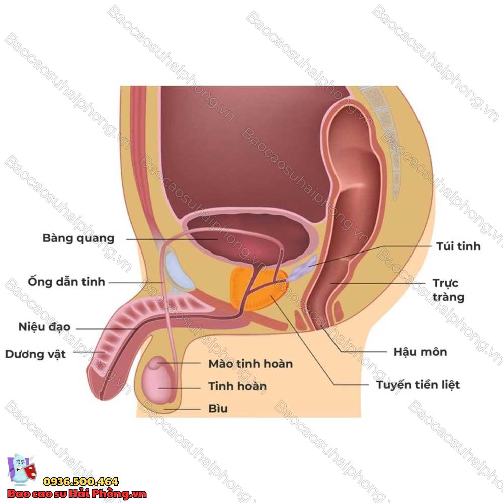 cac-hinh-dang-cua-cau-nho-4